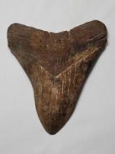 Megalodon shark tooth. Measurements in pic. 7.65oz.