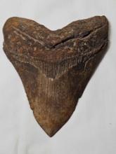 Megalodon shark tooth. Measurements in pic. 9.2 oz