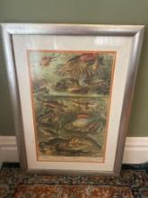 Framed print, amphibians, reptile, fish, scientific