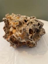 Fossilized Coral ?