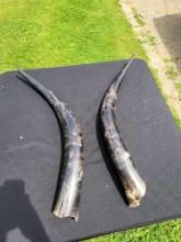 Early cattle horns approximately 30 inch length