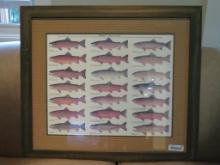 Trout Species Framed Print