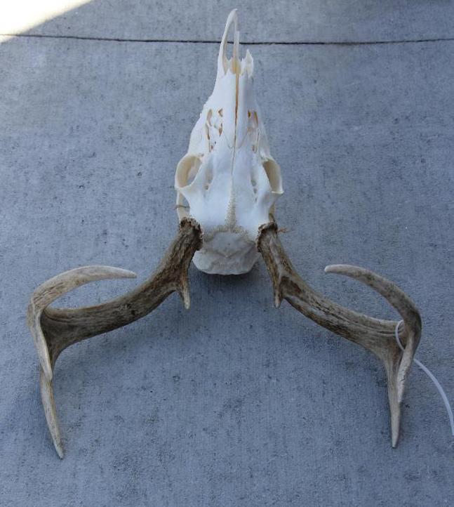 Excellent Buck Skull and Rack