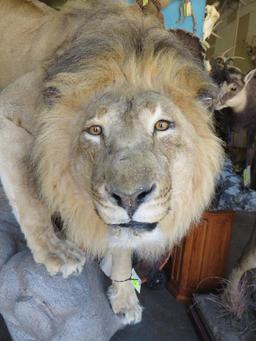 Extra large male African lion on base with continent of Africa stand*TX RES ONLY* NO CLAWS